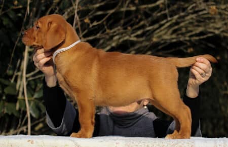 BALLERINA MASCHIO LABRADOR FOXRED 3556