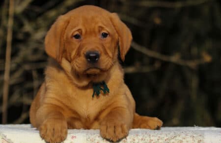 BALLERINA MASCHIO LABRADOR GIALLO 3565