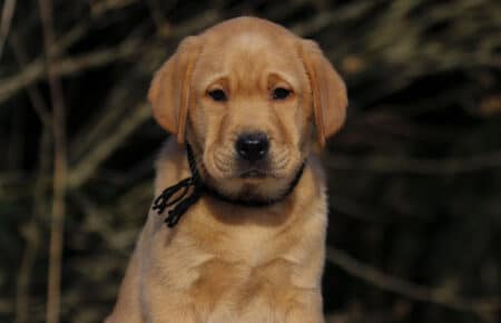 BALLERINA MASCHIO LABRADOR GIALLO 3577