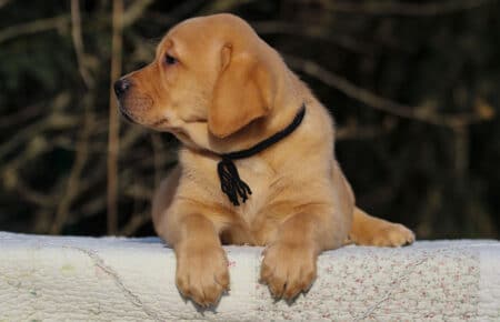 BALLERINA MASCHIO LABRADOR GIALLO 3580