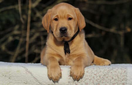BALLERINA MASCHIO LABRADOR GIALLO 3581