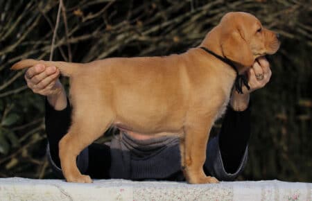 BALLERINA MASCHIO LABRADOR GIALLO 3586