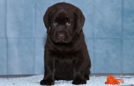 TERRACOTTA FEMMINA ARANCIONE LABRADOR CHOCOLATE 3157