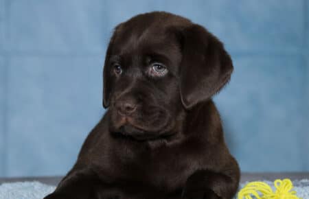 TERRACOTTA FEMMINA GIALLO LABRADOR CHOCOLATE 3195