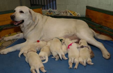 AKIRA CUCCIOLI DI LABRADOR GIALLI 3792