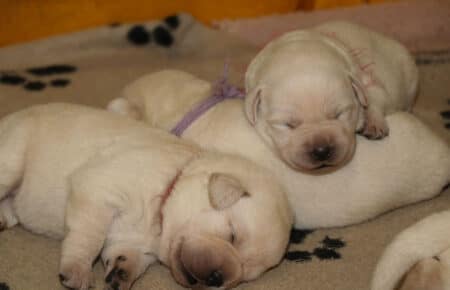 AKIRA CUCCIOLI DI LABRADOR GIALLI 3850