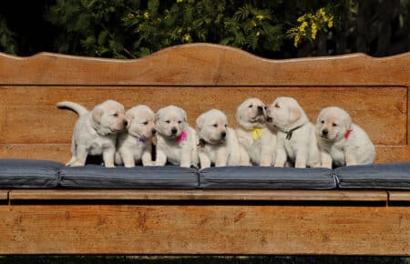 AKIRA CUCCIOLI DI LABRADOR GIALLO 3931