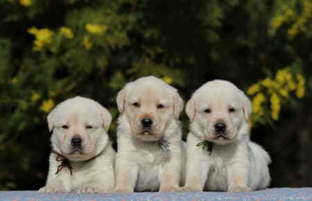 AKIRA CUCCIOLI DI LABRADOR GIALLO 3953