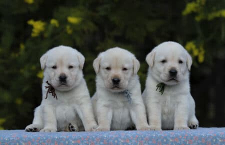 AKIRA CUCCIOLI DI LABRADOR GIALLO 3956