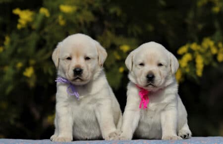 AKIRA CUCCIOLI DI LABRADOR GIALLO 3963