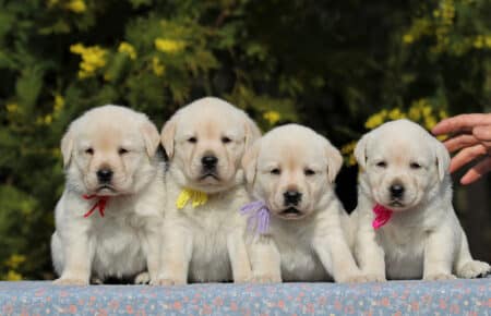 AKIRA CUCCIOLI DI LABRADOR GIALLO 3968