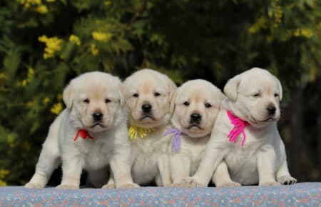 AKIRA CUCCIOLI DI LABRADOR GIALLO 3971