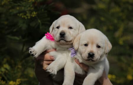 AKIRA CUCCIOLI DI LABRADOR GIALLO 3979