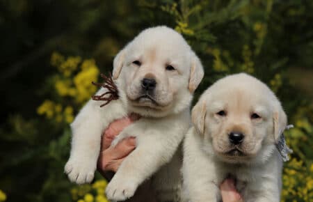 AKIRA CUCCIOLI DI LABRADOR GIALLO 3983