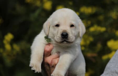 AKIRA CUCCIOLI DI LABRADOR GIALLO 3989