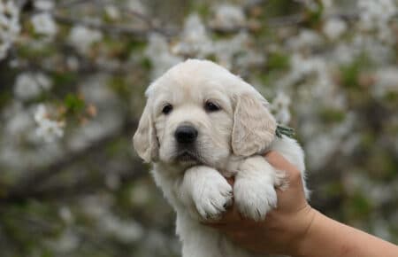 cucciolo golden maschio di profilo