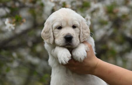 cucciolo di golden maschio collarino verde