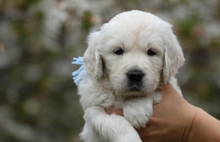cucciolo di golden in braccio