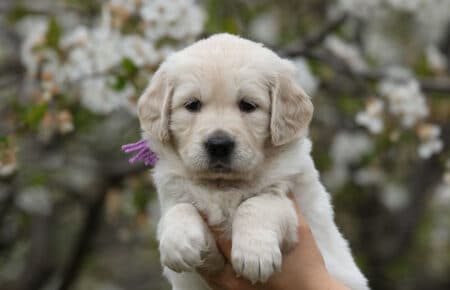 cucciolo di golden femmina in posa