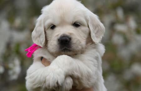 cucciolo di golden retriever collarino fuxia