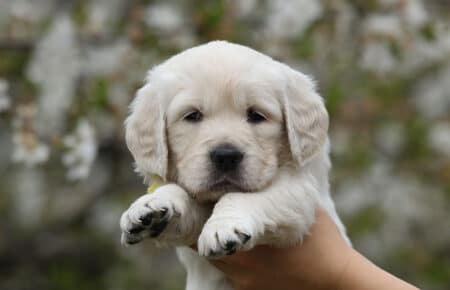 cucciolo golden retriever collare giallo in posa