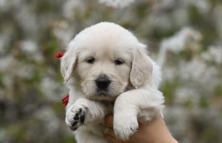 cucciolo di golden retriever femmina felice