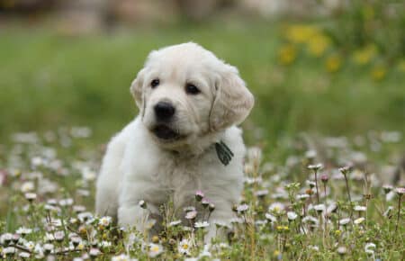 cucciolo di golden retriever nell'erba