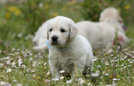 cucciolo di golden retriever maschio in erba