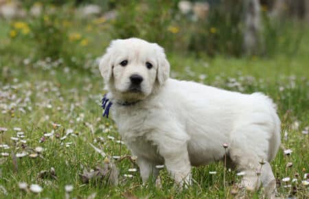 cucciolo di golden retriever nel verde