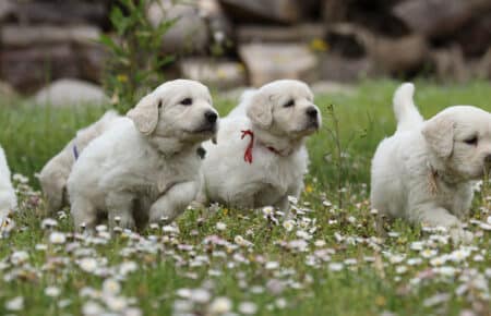 tre cuccioli di golden retriever