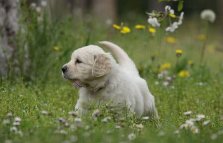 cucciolo di golden retriever maschio di profilo