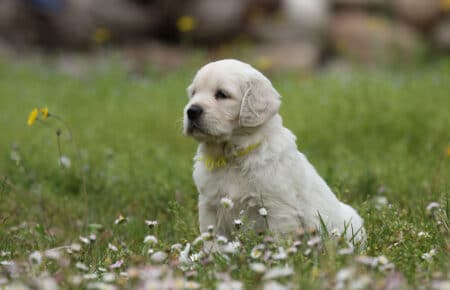 cucciolo di golden retriever di profilo