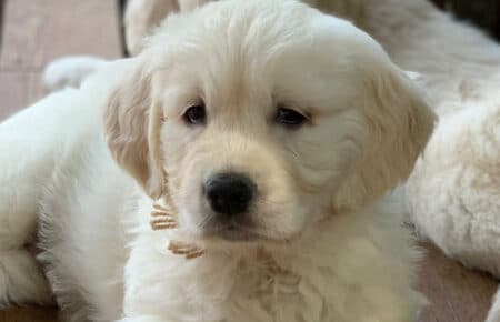 CHARLOTTE CUCCIOLI DI GOLDEN RETRIEVER 1243