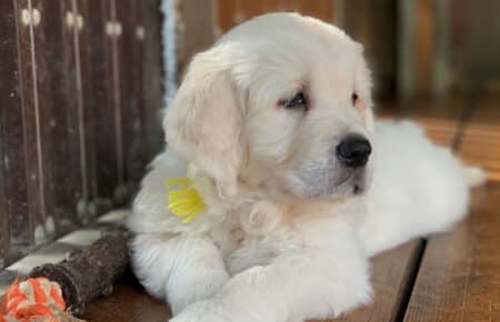 CHARLOTTE CUCCIOLI DI GOLDEN RETRIEVER 1283