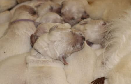 CHARLOTTE CUCCIOLI DI GOLDEN RETRIEVER 3899
