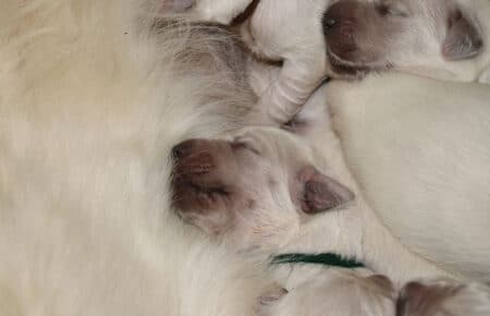 CHARLOTTE CUCCIOLI DI GOLDEN RETRIEVER 3901