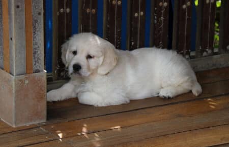 CHARLOTTE CUCCIOLI DI GOLDEN RETRIEVER 5007