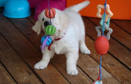 CHARLOTTE CUCCIOLI DI GOLDEN RETRIEVER 5016