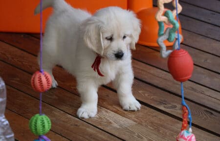 CHARLOTTE CUCCIOLI DI GOLDEN RETRIEVER 5019