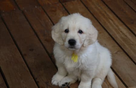 CHARLOTTE CUCCIOLI DI GOLDEN RETRIEVER 5027