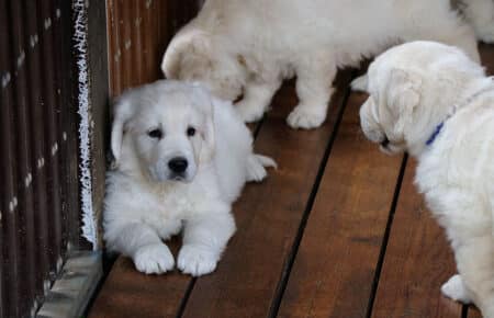 CHARLOTTE CUCCIOLI DI GOLDEN RETRIEVER 5040
