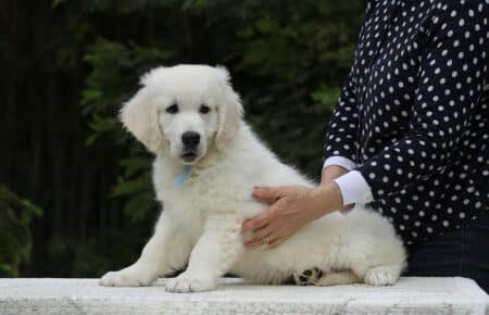CHARLOTTE CUCCIOLO MASCHIO GOLDEN RETRIEVER 5523