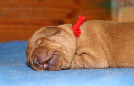COCO CUCCIOLI DI LABRADOR FOXRED 3501