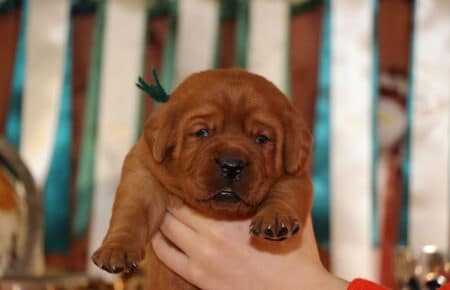 COCO CUCCIOLI DI LABRADOR FOXRED 3803