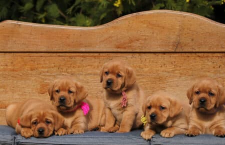 COCO CUCCIOLI DI LABRADOR FOXRED 3995