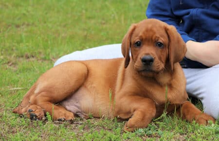 COCO CUCCIOLO MASCHIO LABRADOR FOXRED 4832