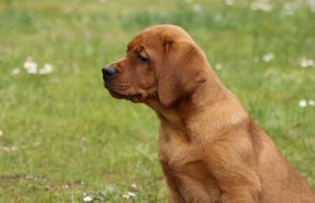COCO CUCCIOLO MASCHIO LABRADOR FOXRED 4837