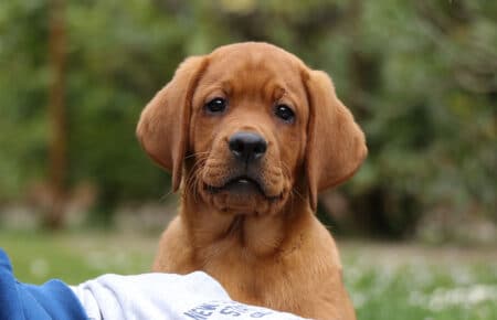 COCO CUCCIOLO MASCHIO LABRADOR FOXRED 4842