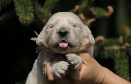 KISS CUCCIOLI DI GOLDEN RETRIEVER 4971