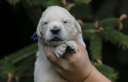 KISS CUCCIOLI DI GOLDEN RETRIEVER 4949